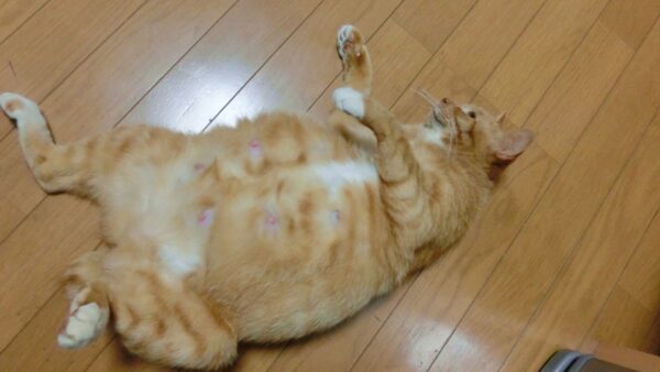 猫の避妊手術や抜糸後の気になる注意点などをご紹介！