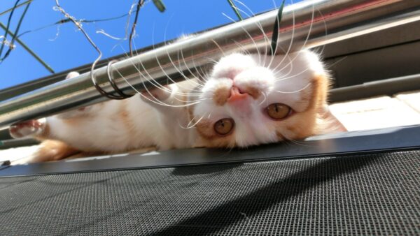 猫の脱走防止に扉に柵を付ける方法とは？網戸にも注意！