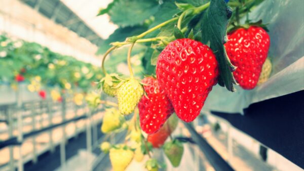 農家の年収が気になる！いちご農家の場合をみてみよう！