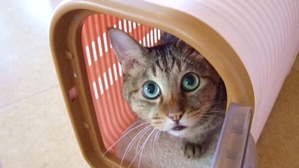 猫が病院をイヤがって鳴く・・・こんな方法がありました。