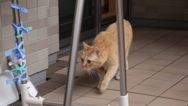 猫の脱走防止について！玄関対策や脱走した時の対応をご紹介
