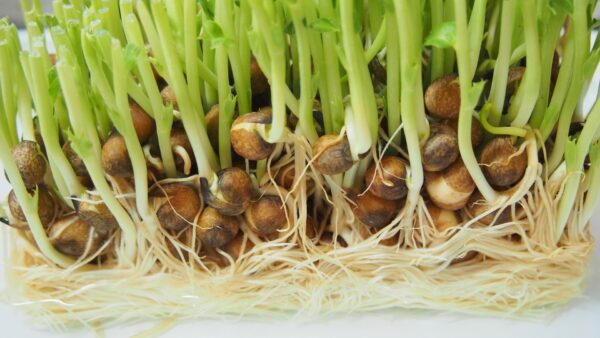豆苗の育て方には水耕栽培と土から育てる方法がある！