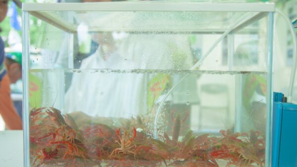 ザリガニ水槽が臭い！その原因と対策法を紹介します！