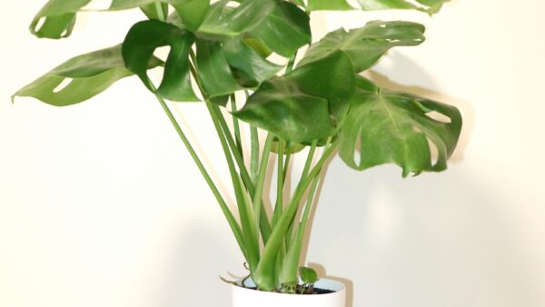 モンステラの新芽が小さい？モンステラの育て方を知ろう