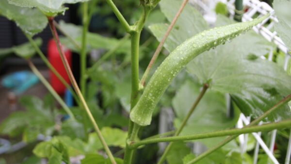 家庭菜園のオクラは苗から？それとも種から？オクラの育て方