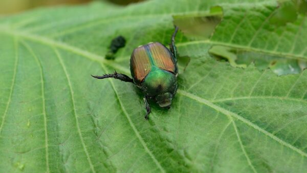 名前が面白い動物はこんなにいました！虫や植物にもありますよ
