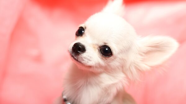 動物は言葉をどのくらい理解しているのかについて