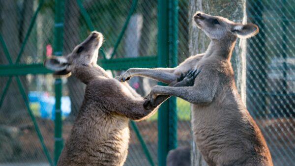 動物のデッサンのコツ！似た動物の描き分けについても紹介！