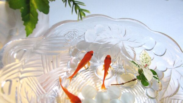金魚が病気？赤い斑点を見つけた時の対処法