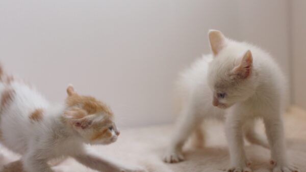 先住猫が子猫に激しく威嚇！これから仲良く暮らしていけるのか
