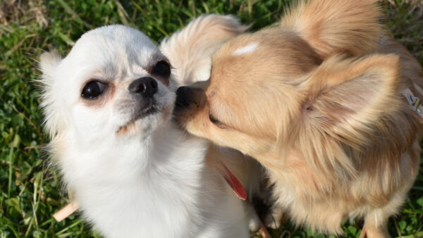 犬同士の喧嘩と遊びの違いについて教えます