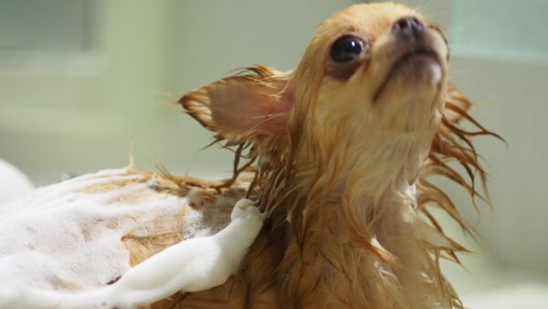 犬の妊娠中にトリミングは大丈夫？タイミングや気を付けたいこと