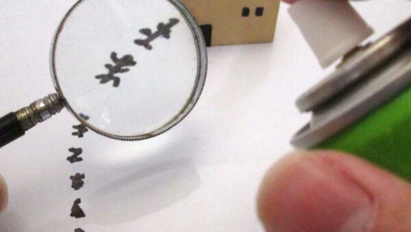 小さい虫が部屋の中に！虫の正体と実際に出来る虫対策・予防方法