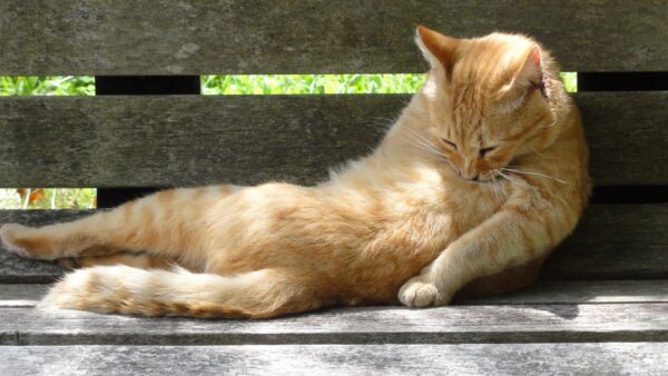 猫も走ると息切れする？こんなときの息切れには注意が必要