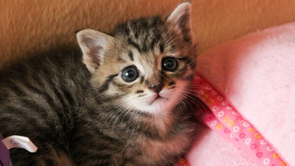 子猫がケージから出たがる時の対処法と注意点をご紹介します！