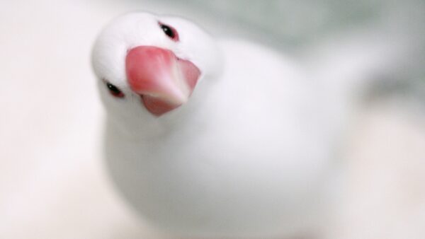 文鳥をケージに移すのはいつから？文鳥を飼育する時のコツ