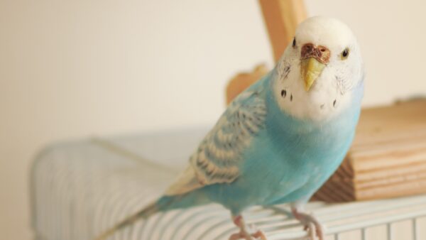 セキセイインコが噛む！痛いほど噛む理由や、その対処法をご紹介