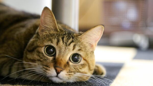 猫に加湿器超音波は使用してもいい？使用する時の注意ポイント