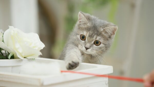 飼い猫が脱走した夢を見たら、こんな意味かもしれませんよ！