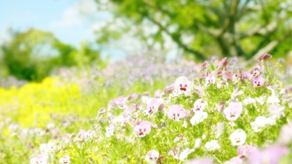 パンジーを育てたい！種まきの時期と発芽に必要な条件を確認！