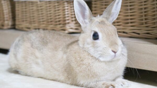 一人暮らしでペットを飼育したいなら、断然うさぎがお勧め！