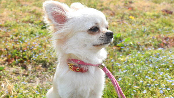 子犬が首輪を嫌がる！首輪の役割と嫌がる時の対処法・練習方法