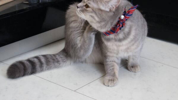 子猫が首輪を嫌がる時の対処法！首輪をつけた方がいい理由