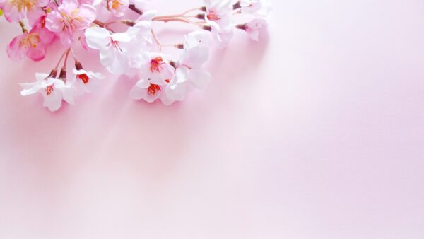 桜の造花は100均がおすすめ。色々な種類とアレンジの方法