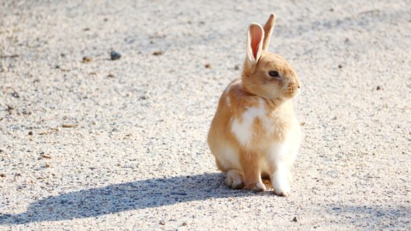 うさぎのメスがマウンティング！マウンティングする理由と対処法