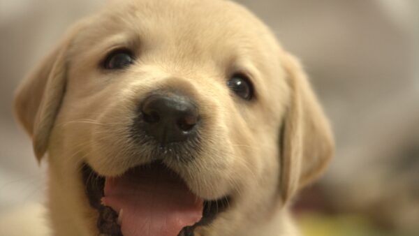 子犬【2ヶ月】噛み癖を直すためのしつけ方法と対策のポイント