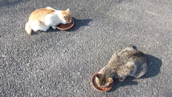 猫の捕獲器に入れる餌はニオイが強い物がおすすめ。捕獲のコツ