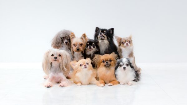 犬との信頼関係が崩れる飼い主の行動と信頼関係を取り戻す方法