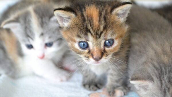 子猫ＶＳ先住猫。追いかけるのは仕方ない。見守ることも大事です