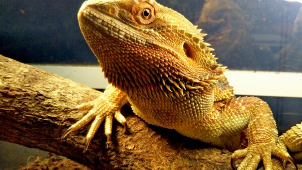 カナヘビを初めて飼育する人は、与えるエサについて理解しよう
