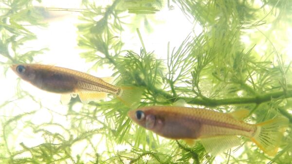 メダカの水槽掃除の方法！水の準備から掃除方法・頻度を紹介