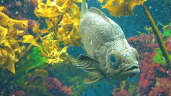 メバルの釣り方！エサ釣りの釣り方やポイントを知って楽しもう