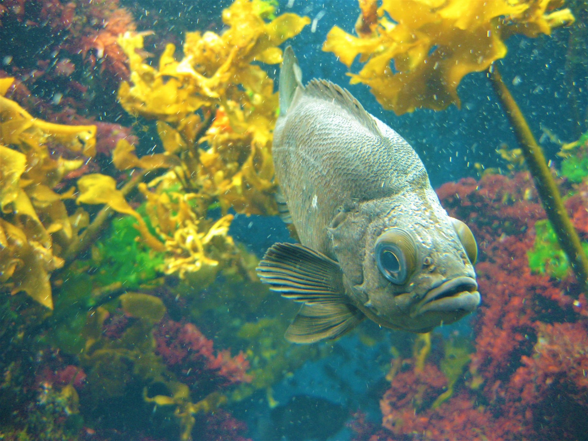 メバルの釣り方！エサ釣りの釣り方やポイントを知って楽しもう