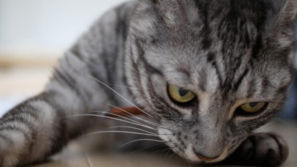 猫の暑さ対策。ペットボトルを凍らすと猫ちゃん専用クーラーに