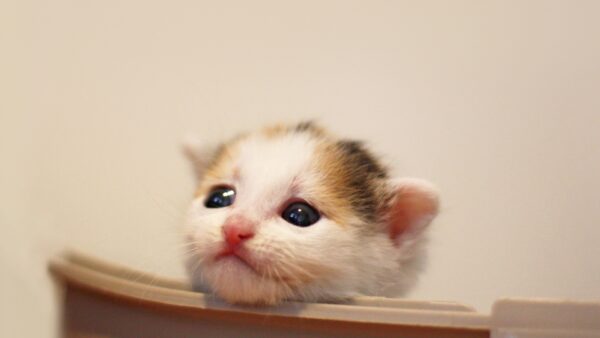 子猫をケージに入れると鳴くのはなぜ？子猫の気持ちと鳴き対策