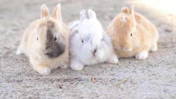 ウサギに赤ちゃんが生まれたら人間が絶対にしてはいけないこと