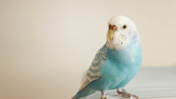 セキセイインコの鳴き声がジジジとする時の気持ちと対処法