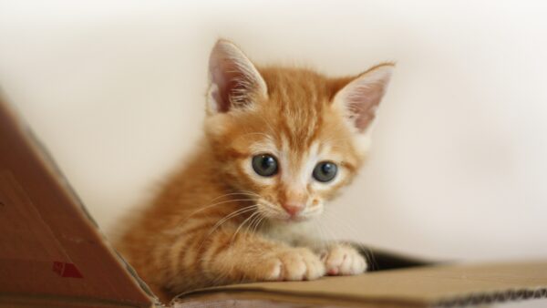 子猫と先住猫を仲良くさせる対面方法！スムーズに慣れるステップ
