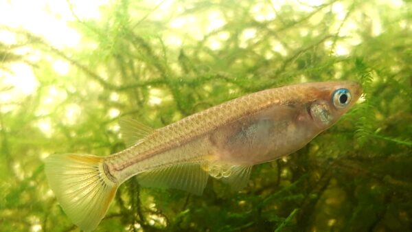 メダカの水槽の立ち上げ手順。安定した水質の作り方